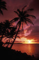 Guam, Tumon Bay, Bright Red Sunset And Silhouetted Palms On Beach Wall Mural