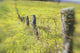 Field Of Yellow Wildflowers With A Fence Running Through It Wall Mural