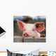 Cute Young Pig Wall Mural