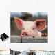 Cute Young Pig Wall Mural