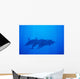 Hawaii, Dolphin Pod Swimming Together Underwater Wall Mural