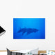 Hawaii, Dolphin Pod Swimming Together Underwater Wall Mural