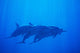 Hawaii, Dolphin Pod Swimming Together Underwater Wall Mural