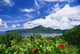 American Samoa, Pago Pago Harbor, Greenery And Flowers, Clouds In Sky Wall Mural