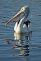 Australia, Pelican Swimming On Calm, Reflective Water Wall Mural