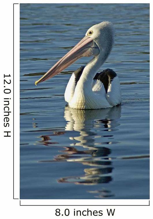 Australia, Pelican Swimming On Calm, Reflective Water Wall Mural