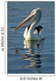 Australia, Pelican Swimming On Calm, Reflective Water Wall Mural