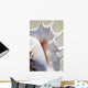Close-Up Of Spider Conch Shell Wall Mural