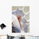 Close-Up Of Spider Conch Shell Wall Mural