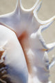 Close-Up Of Spider Conch Shell Wall Mural