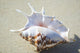 Spider Conch Seashell Laying On Sand Wall Mural
