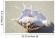 Spider Conch Seashell Laying On Sand Wall Mural