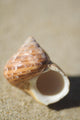 Tapestry Turban Seashell Laying On Sand, Selective Focus Wall Mural