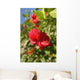 Focus On Bright Red Hibiscus On Flower Bush Wall Mural