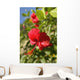 Focus On Bright Red Hibiscus On Flower Bush Wall Mural