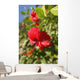 Focus On Bright Red Hibiscus On Flower Bush Wall Mural