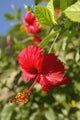 Focus On Bright Red Hibiscus On Flower Bush Wall Mural