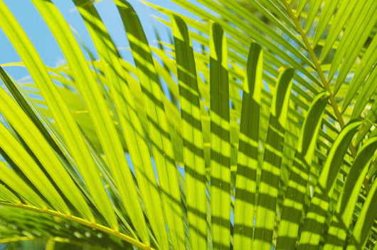 Close-Up Detail Of Light Green Palm Leaves Wall Mural
