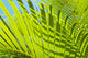 Close-Up Detail Of Light Green Palm Leaves Wall Mural