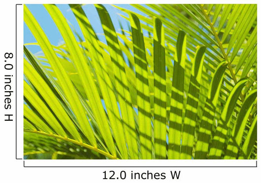 Close-Up Detail Of Light Green Palm Leaves Wall Mural