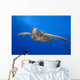 Hawaii, Close-Up Of Green Sea Turtle Swimming Forward Wall Mural