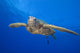 Hawaii, Close-Up Of Green Sea Turtle Swimming Forward Wall Mural