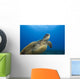 Hawaii, Close-Up Of Green Sea Turtle Swimming Forward Wall Mural
