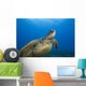 Hawaii, Close-Up Of Green Sea Turtle Swimming Forward Wall Mural