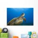 Hawaii, Close-Up Of Green Sea Turtle Swimming Forward Wall Mural