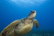 Hawaii, Close-Up Of Green Sea Turtle Swimming Forward Wall Mural