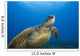 Hawaii, Close-Up Of Green Sea Turtle Swimming Forward Wall Mural