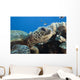 Hawaii, Close-Up Of Green Sea Turtle Swimming Forward Wall Mural