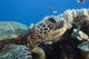 Hawaii, Close-Up Of Green Sea Turtle Swimming Forward Wall Mural