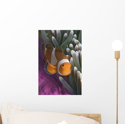 Malaysia, Mabul Island, Western Clown Anemone Fish Wall Mural