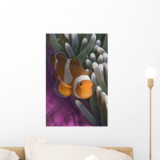 Malaysia, Mabul Island, Western Clown Anemone Fish Wall Mural