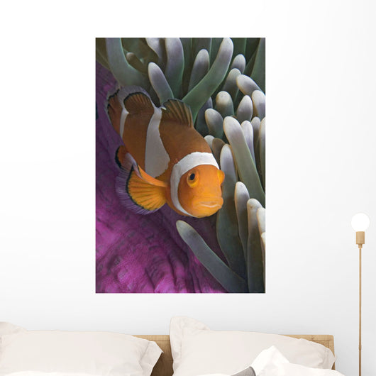 Malaysia, Mabul Island, Western Clown Anemone Fish Wall Mural
