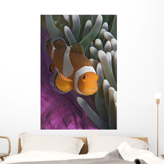 Malaysia, Mabul Island, Western Clown Anemone Fish Wall Mural