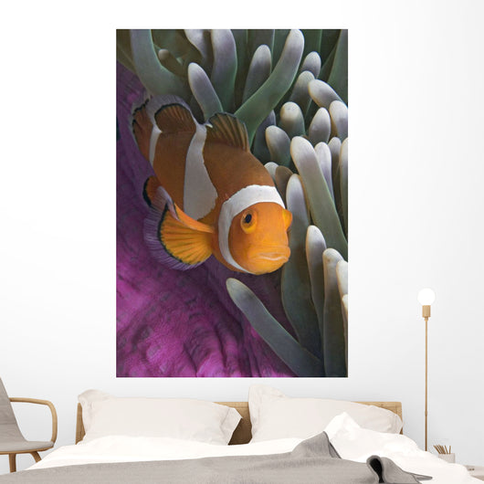 Malaysia, Mabul Island, Western Clown Anemone Fish Wall Mural
