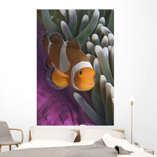 Malaysia, Mabul Island, Western Clown Anemone Fish Wall Mural