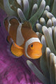 Malaysia, Mabul Island, Western Clown Anemone Fish Wall Mural