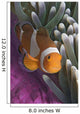 Malaysia, Mabul Island, Western Clown Anemone Fish Wall Mural