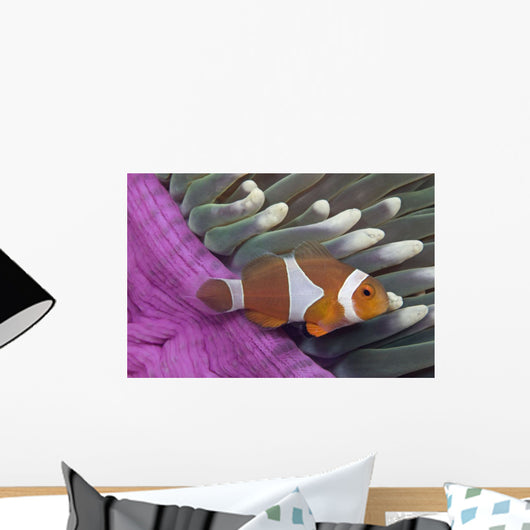 Malaysia, Mabul Island, Western Clown Anemone Fish Wall Mural