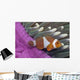 Malaysia, Mabul Island, Western Clown Anemone Fish Wall Mural