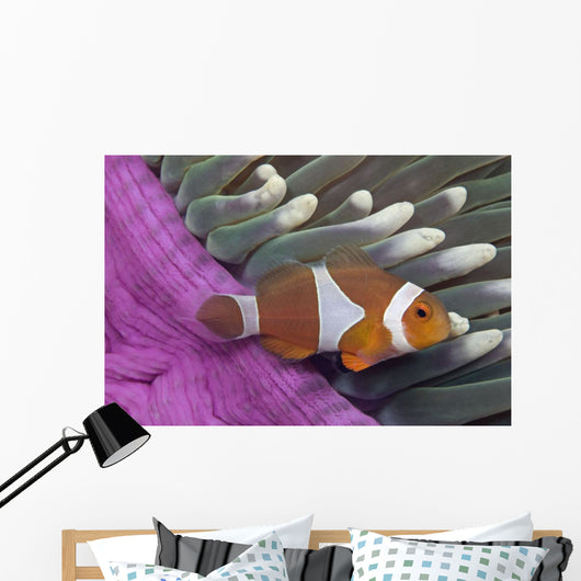 Malaysia, Mabul Island, Western Clown Anemone Fish Wall Mural