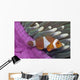 Malaysia, Mabul Island, Western Clown Anemone Fish Wall Mural