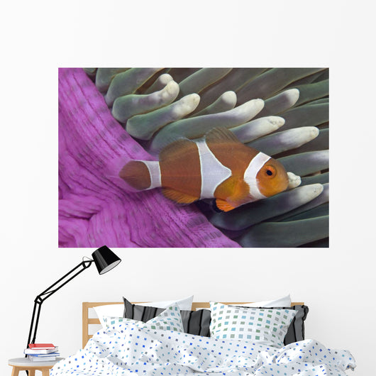 Malaysia, Mabul Island, Western Clown Anemone Fish Wall Mural