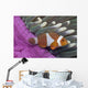 Malaysia, Mabul Island, Western Clown Anemone Fish Wall Mural