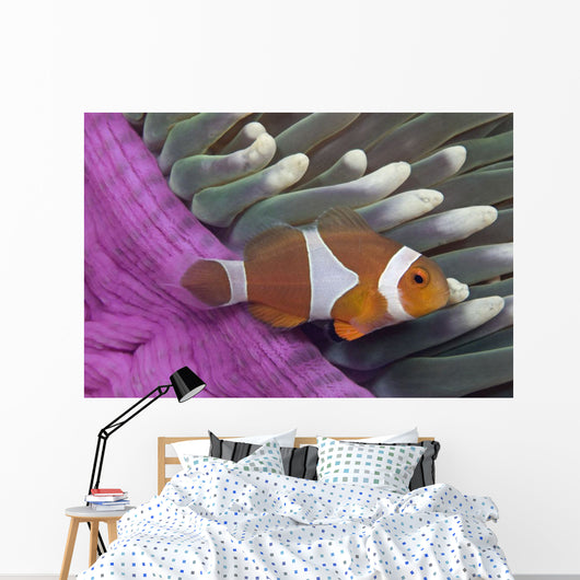 Malaysia, Mabul Island, Western Clown Anemone Fish Wall Mural