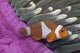 Malaysia, Mabul Island, Western Clown Anemone Fish Wall Mural