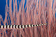 Male Banded Pipefish Brooding Eggs On It's Underside Wall Mural